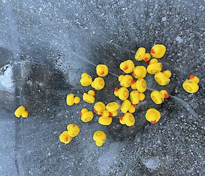 A lot of little plastic yellow ducks in a puddle