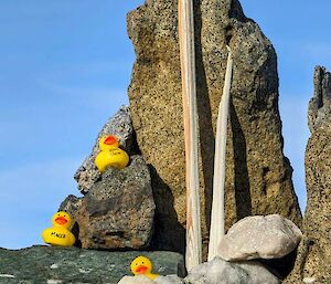 yellow plastic ducks on rocks