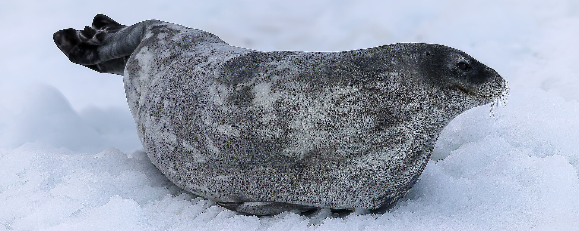 A seal stretching out on the snow near Mawson