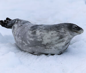 A seal stretching out on the snow near Mawson