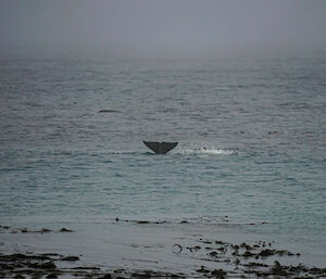 Orca tail sticking up out of water