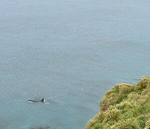 Orca swims past view point from top of Hut Hill