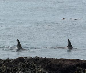 Two orcas, fins out of water, swim past rocky outcrop just offshore