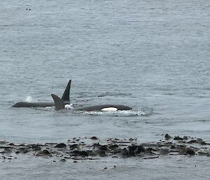 Two orcas partially out of water swim just outside kelp line