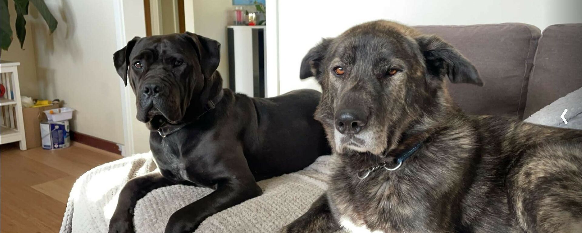 two dogs lay relaxed on a couch