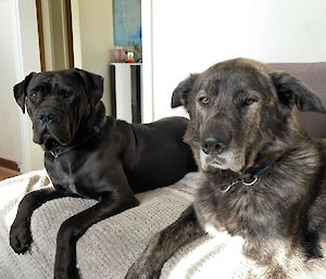 two dogs lay relaxed on a couch