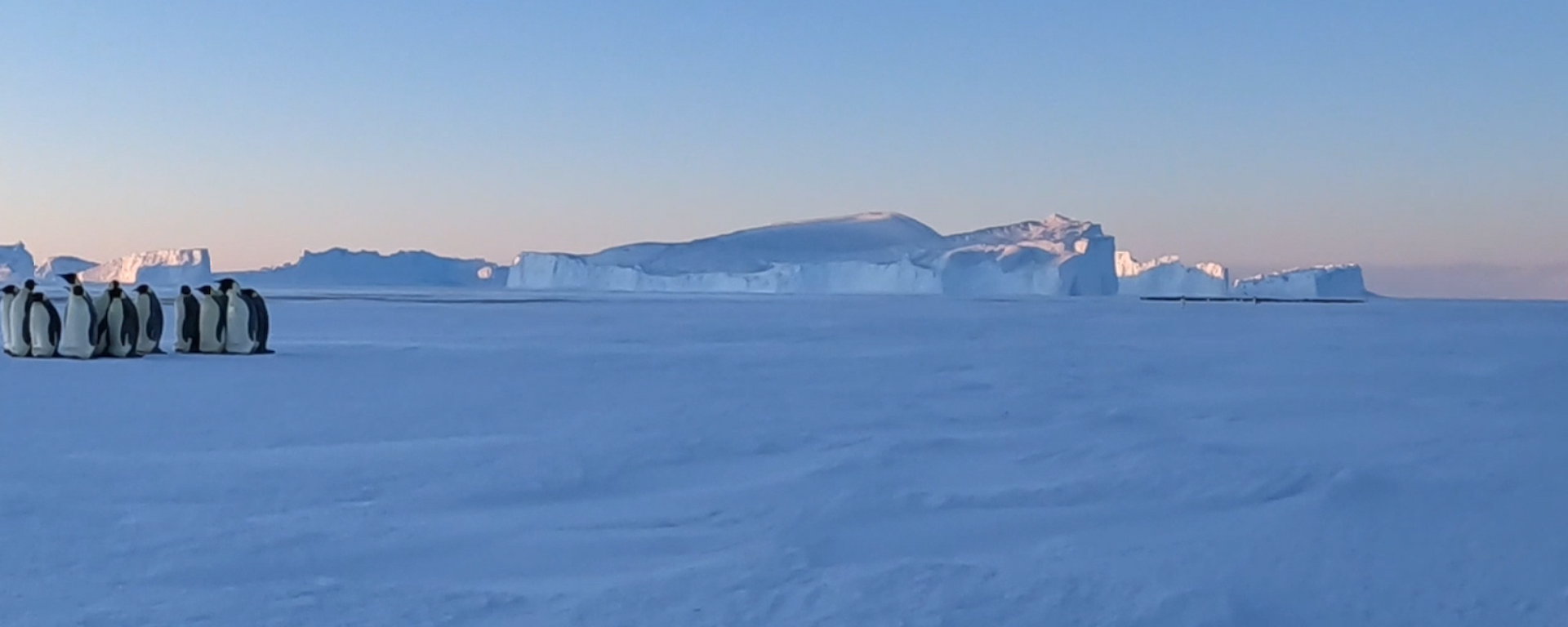 A group of emperor penguins at the left of the panoramic photo on a light blue ice plain. In the distance are many huge icebergs and a large huddled group of hundreds of emperor penguins.
