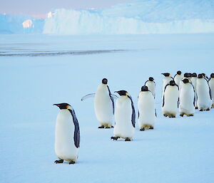 At Auster colony around 50 kms from Mawson station a line of fifteen emperor penguins forms on a diagonal on a light blue sea-ice plain. Icebergs lurk in the distance.