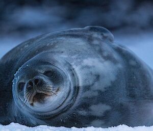 Weddell Seal