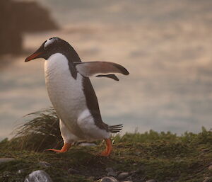 Gentoo penguin walks across the grassy ground, slightly undulating. It has wings up for balance.