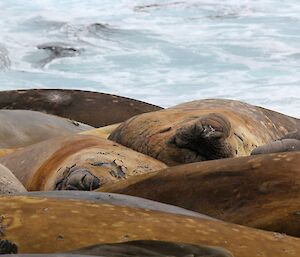 A mound of elephant seals, about 7 can be seen. With sea in background.