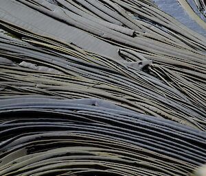Close up of kelp showing the linear neat pattern of it growing on mass