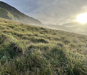 Grassy slope with mountain range in background, sun shining into camera give the grass a golden tinge
