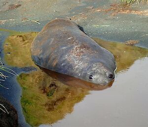 Large elephant seal lies half submerged in a murky slimy wallow
