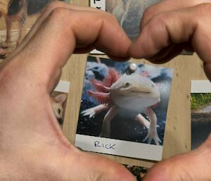 A close up of the polariod of a mexican walking fish with hands in heart shape framing the photo