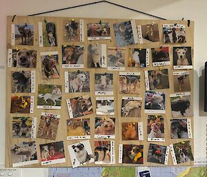 Wooden ply board square which is covered with polariod photos of pets.