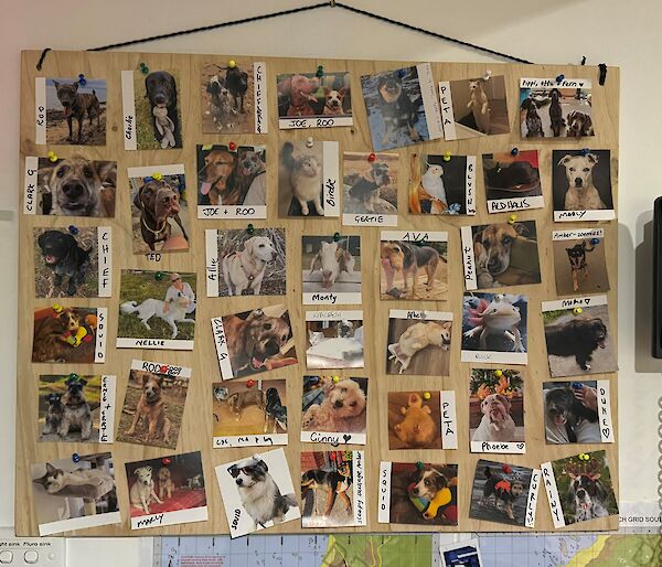 Wooden ply board square which is covered with polariod photos of pets.