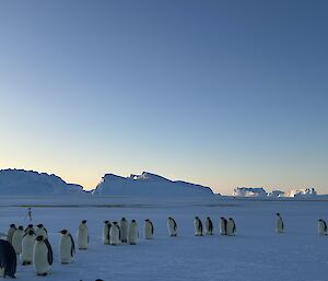 Inquisitive non-breeders heading out in a line to investigate visiting expeditioners