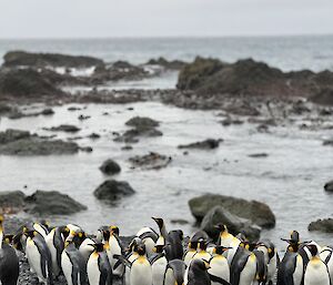A group of king penguins stand on a rocky beach