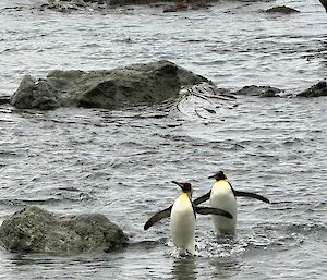 Two king penguins come out of the water