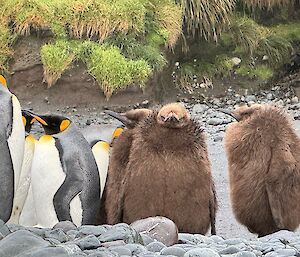 Two brown fluffy juvenile king penguins stand with adult penguins on the rocky shore