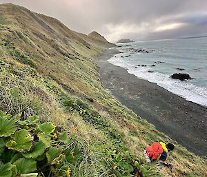 A walker walks down a very steep hill to a black sand beach