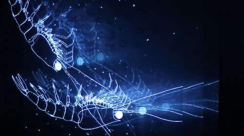 A blue and white line drawing showing two krill performing part of a mating dance, based on video imagery captured by a deep-sea camera.