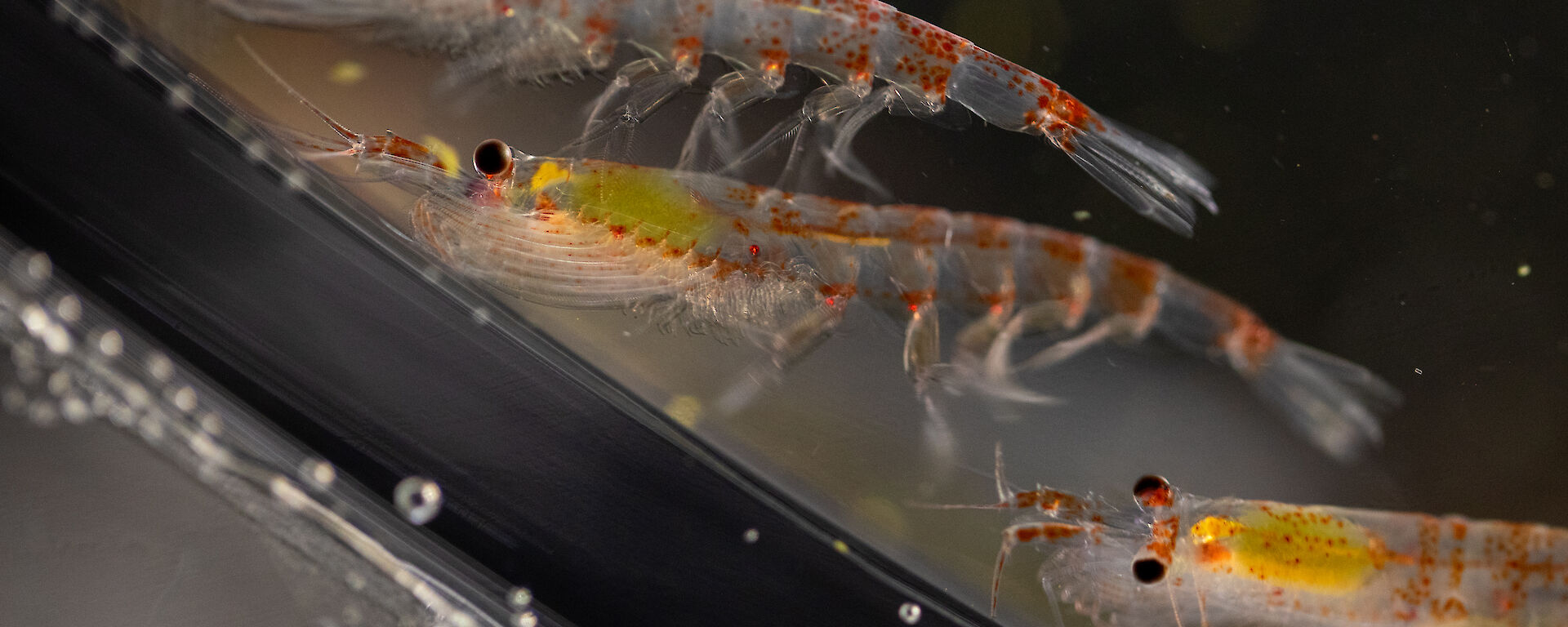 Three krill in a small tank
