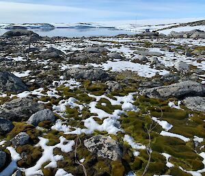 Moss growing amongst rocks and snow