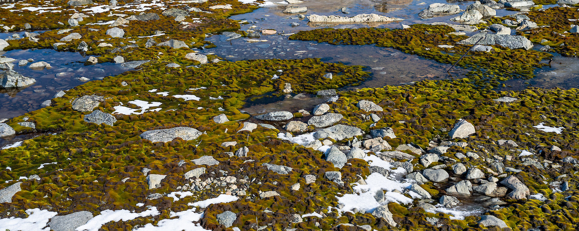 Green moss growing amongst rocks and snow patches