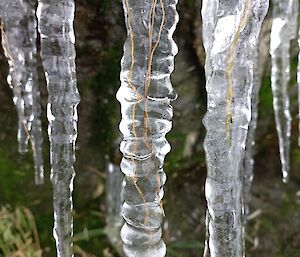 A close up photo of large icicles formed over hanging grass roots