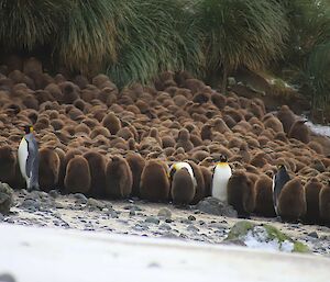 A creche of king penguin chicks