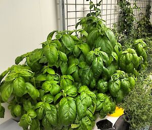Fresh green basil in a grow-room