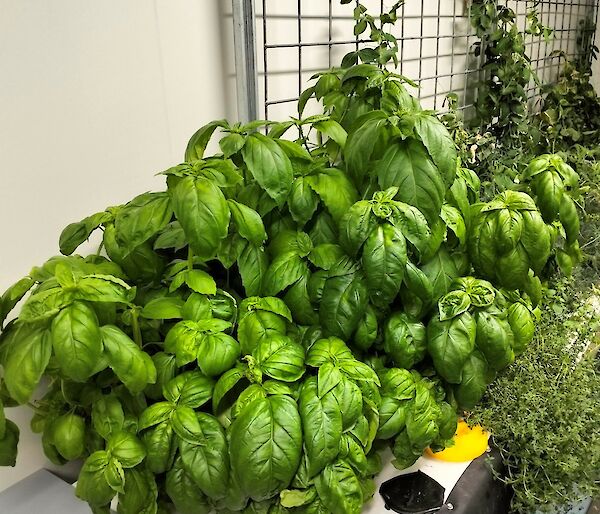 Fresh green basil in a grow-room