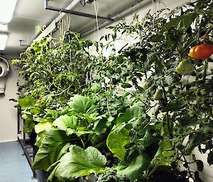 tomatoes, lettuce and herbs grow in a hydroponic room