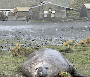 Large male elephant seal lying on grass in foreground, station buildings in background