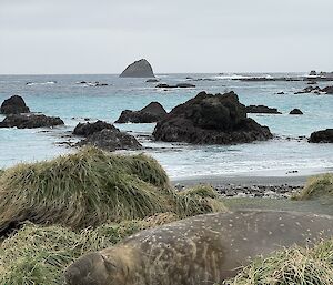 Male elephant seal lies amongst grass tussocks, beach and sea behind
