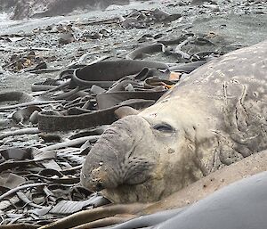 Close up on large male elephant seal's head, showing large probiscus nose and scars on neck