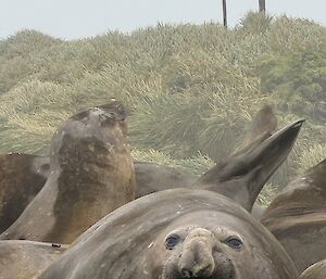 Large elephant seal face on looking at photographer and showing teeth