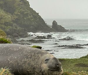 Large male elephant seal in foreground with coast, rocky outcrops and steep hills behind