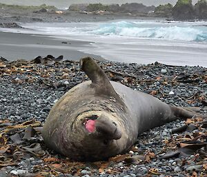 Large male elephant seal lies on beach and stretches up it's flipper and seems to yawn
