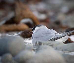 A close up of a little grey bird sitting on rock beach