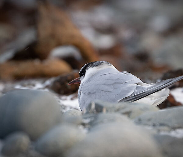 A close up of a little grey bird sitting on rock beach