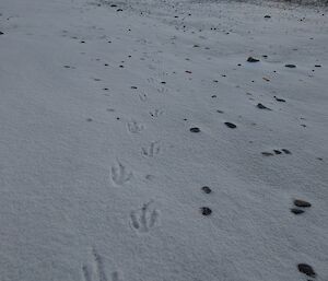 Penguin tracks in the snow on the beach, in the distance a hill with sun rising beside it