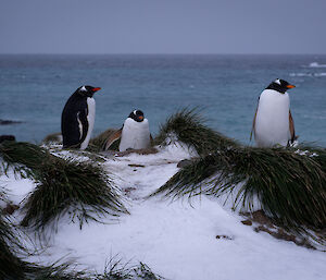 Three gentoo penguins stand in amongst snow covered grass tussocks with sea behind