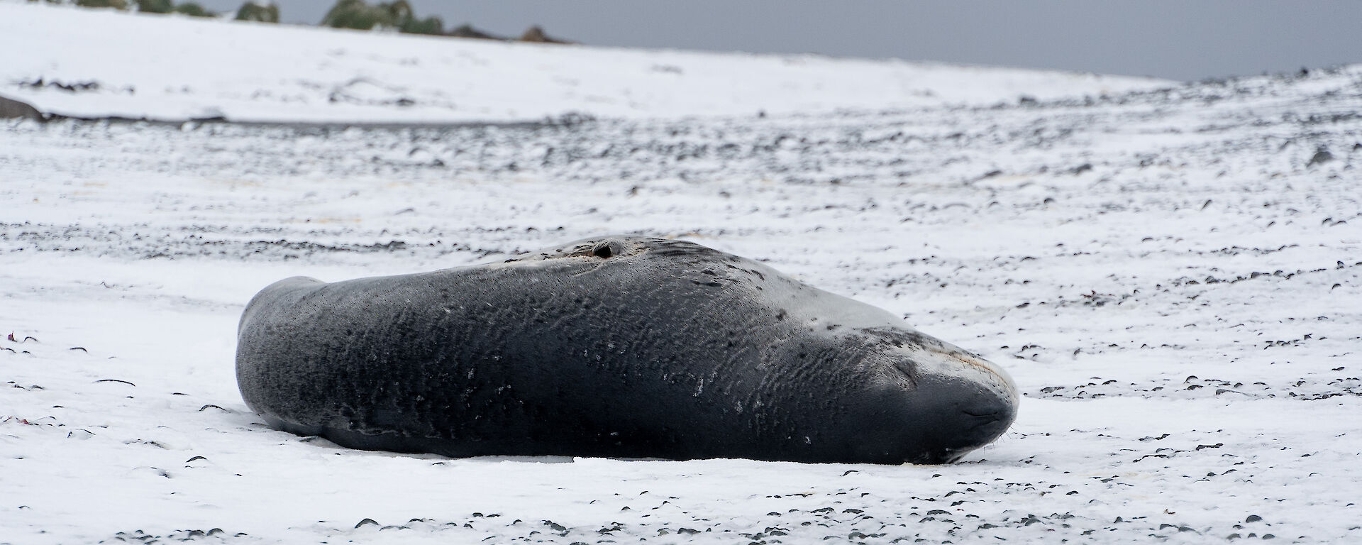 Leopard seal lies on beach which is covered in snow