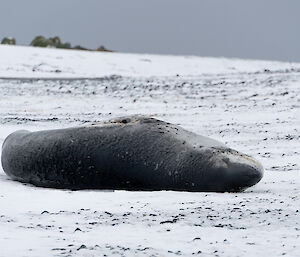 Leopard seal lies on beach which is covered in snow