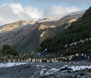 Rocky beach with king penguin colony in foreground with snow covered mountains behind