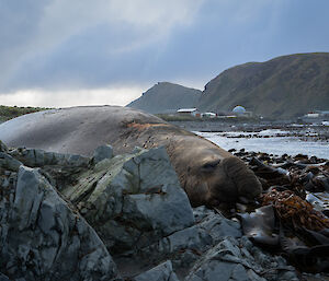 Large male elephant seal lies on the rocks in foreground, in the distance is station