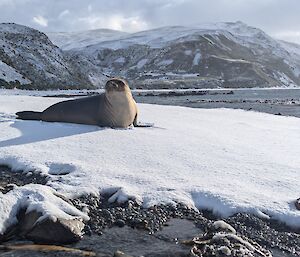 Adolescent elephant seal rests on snow covered beach in the sun